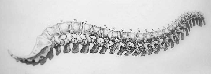 Chiropractic Lakewood CO Grey Spine Drawing